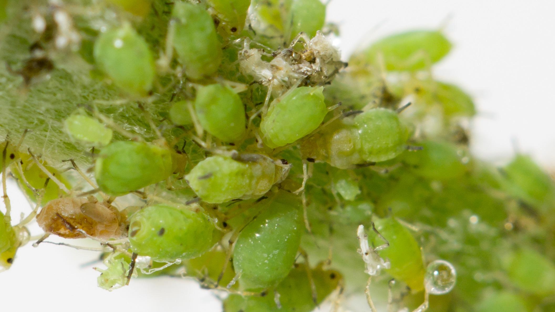 lus på tomatplanter lus på tomatplanter